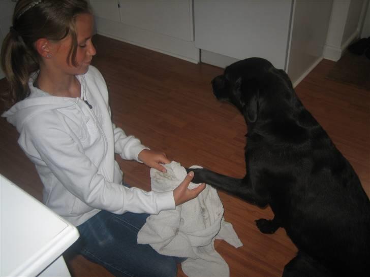 Labrador retriever Nellie - nejjj øvv nu skal jeg have tørret mine poter billede 4