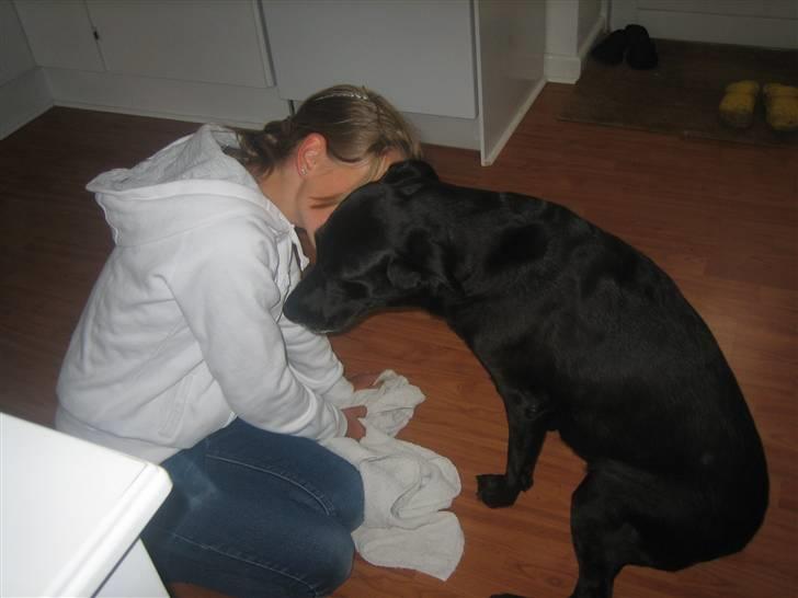 Labrador retriever Nellie - ejj okay nogle gange er det meget hyggeligt alligevel:D billede 5