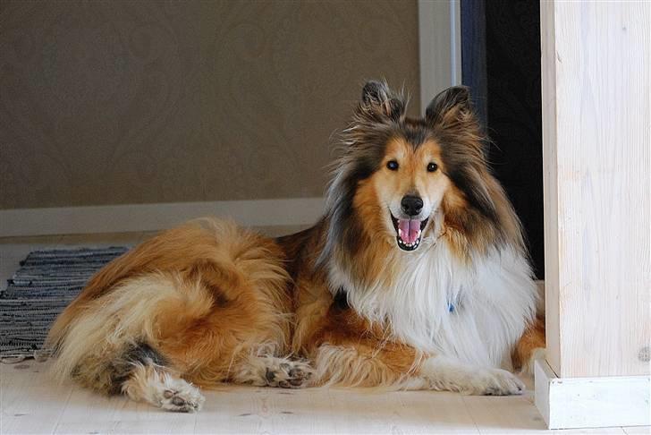 Collie langhåret Nella R.I.P. - Velkommen til nellas profil:)// foto: Sigrid billede 1