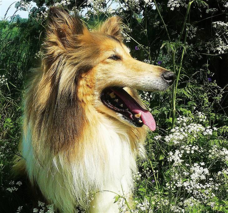 Collie langhåret Nella R.I.P. - // kamera billede billede 2