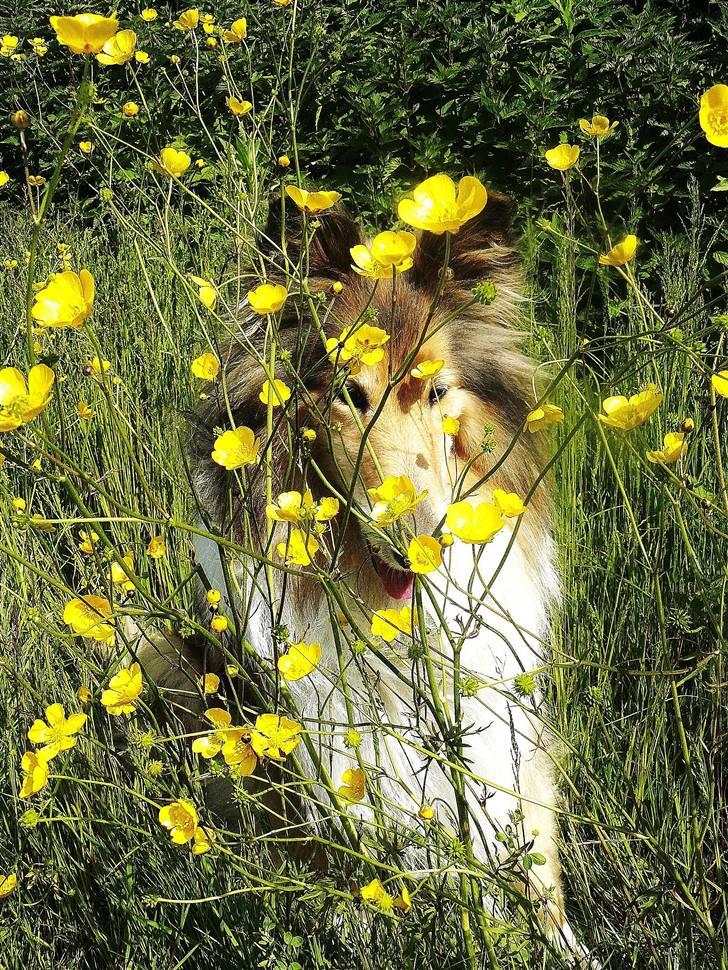 Collie langhåret Nella R.I.P. - den sidste dag i maj:)     //kamerabillede  billede 5