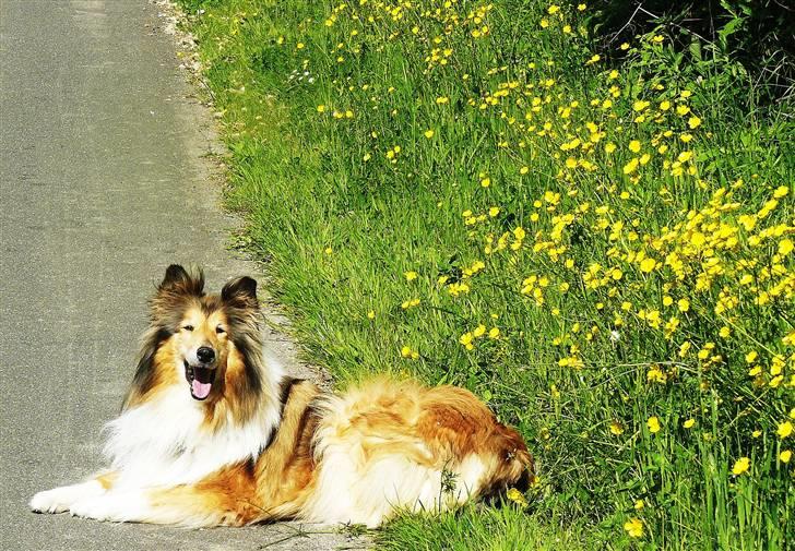Collie langhåret Nella R.I.P. - på en cykelsti;) sidste dag i maj //kamerabillede  billede 6