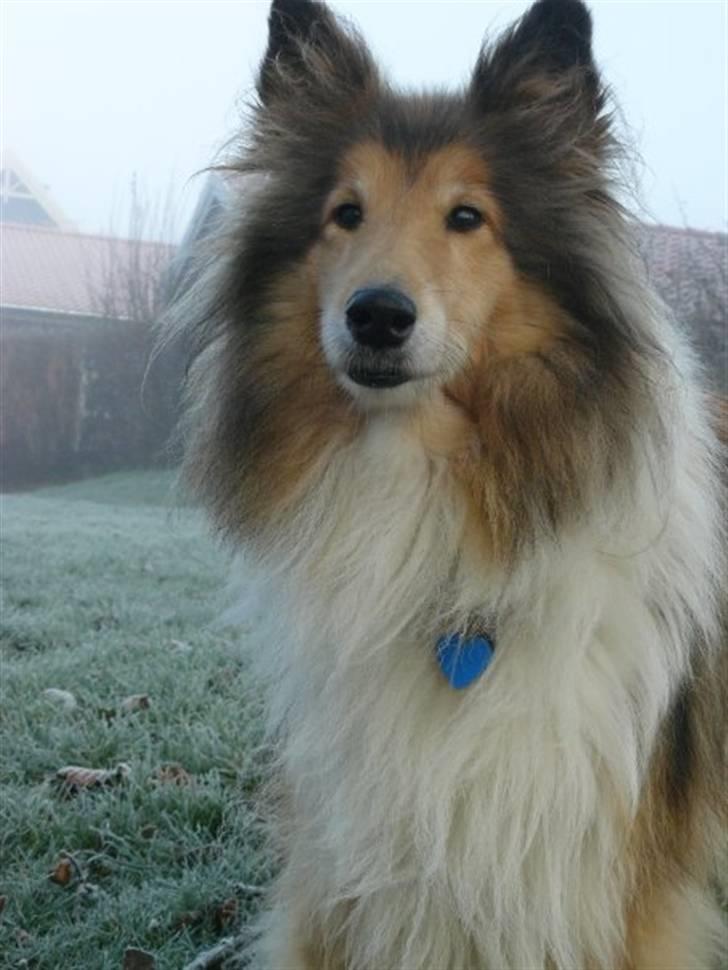 Collie langhåret Nella R.I.P. - Nella i haven // foto. Sigrid billede 7