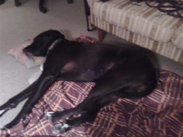 Blanding af racer nikita  R.I.P - sover hos mormor og morfar, altid redt op til mig, de passer godt på mig, fint med tæppe og hovedepude billede 6