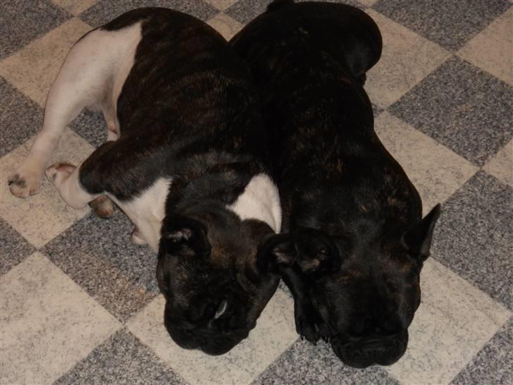 Fransk bulldog Tira - Så gode venner er Tira og Bobo billede 3