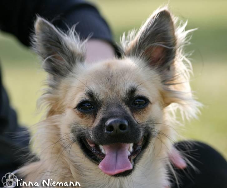 Chihuahua Dumle billede 17