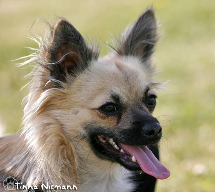 Chihuahua Dumle billede 18