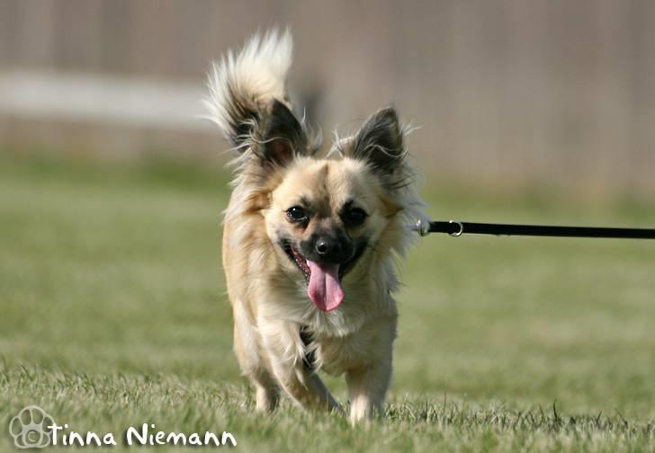 Chihuahua Dumle billede 19