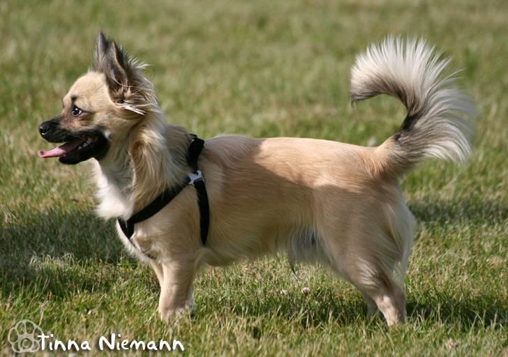 Chihuahua Dumle billede 20