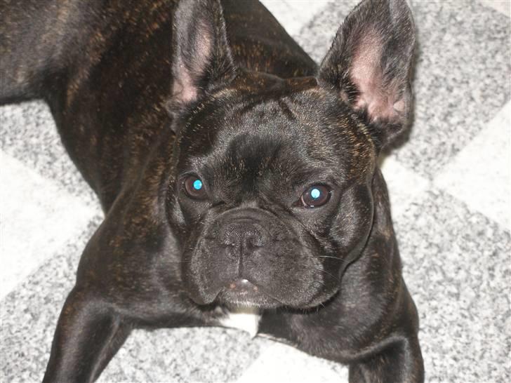 Fransk bulldog Tira - Tira 9½ mdr. og 10,5 kg billede 5