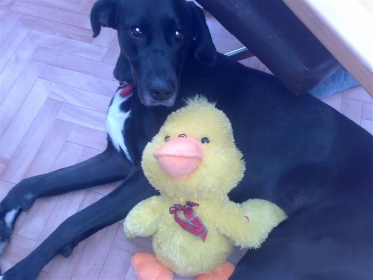 Blanding af racer nikita  R.I.P - elsker tøj bamser, mn mor og far køber altid nogen til mig, denne her kan rappe, vild sjov når jeg får tændt for den billede 7