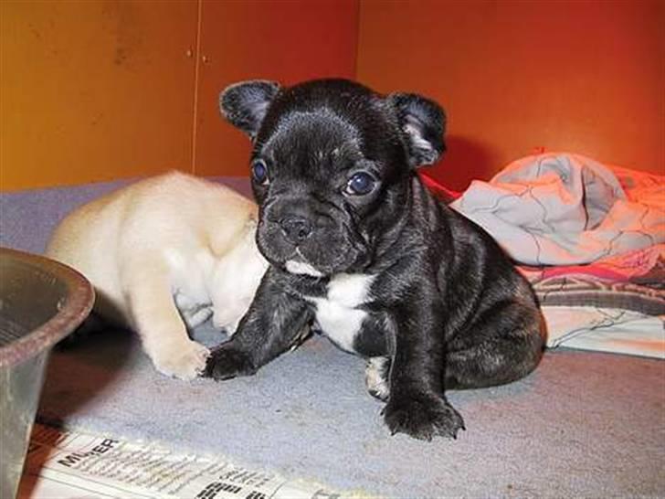 Fransk bulldog Monty - monty som baby  billede 12
