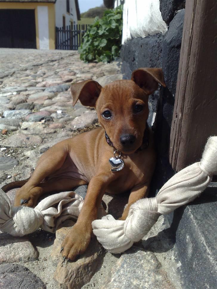 Dvaergpinscher Zille - zille lægger og nyder solen billede 1