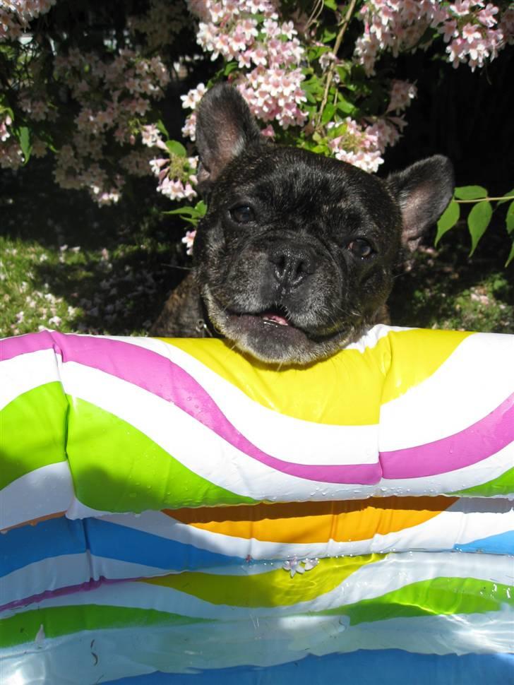 Fransk bulldog Monty - man kan godt vuffe lidt af vandet billede 13
