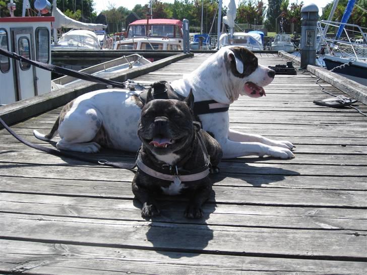 Fransk bulldog Monty - Mig og charlie-storebror med på havnen billede 14
