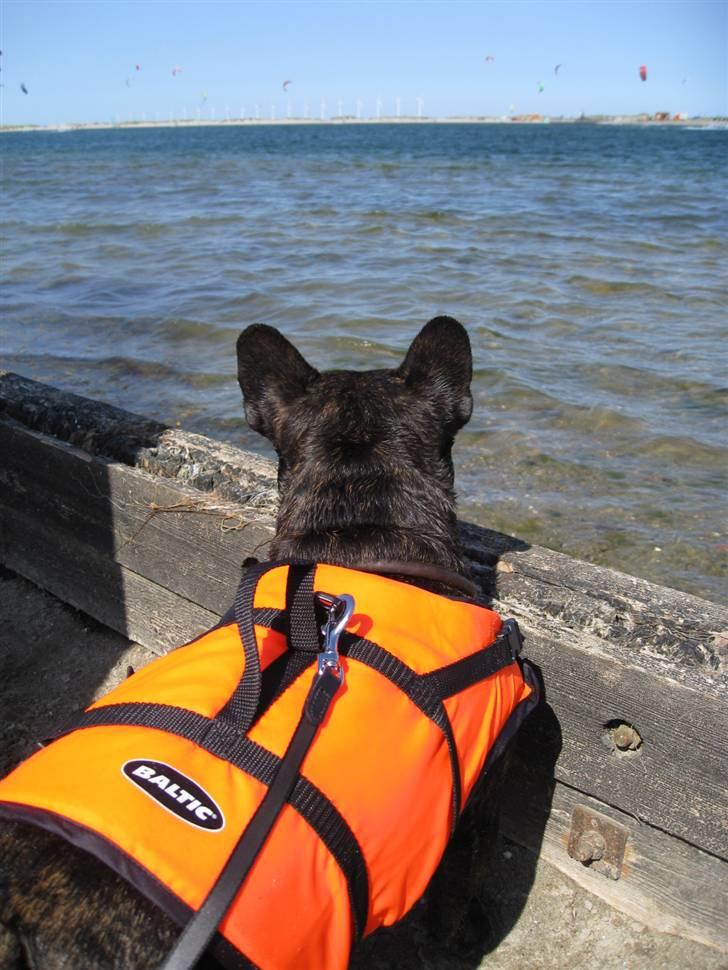 Fransk bulldog Monty - waaauw tænk hvis man ku fange alle de kite-surfere billede 15
