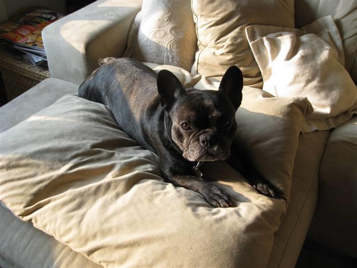 Fransk bulldog Monty - favorit sted i sofaen billede 16