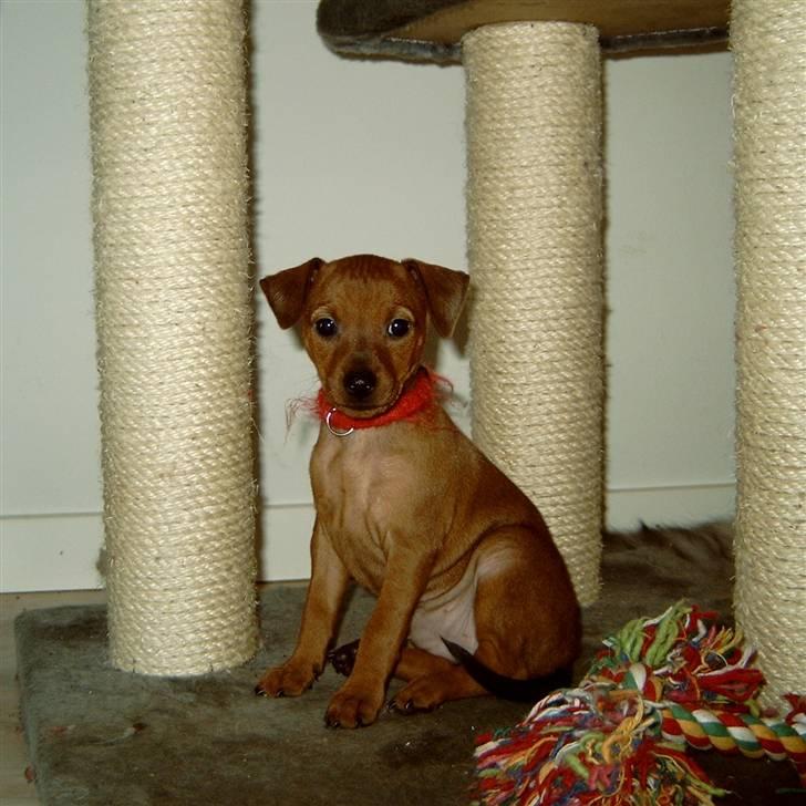 Dvaergpinscher Zille - zille ca 6 uger billede 2