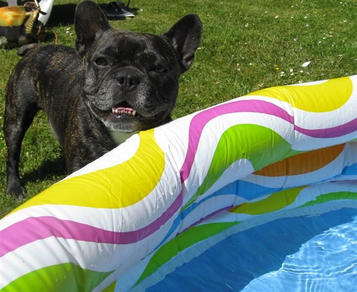 Fransk bulldog Monty - jeg er altså ik sikker på det er så rart det der våde vand billede 17