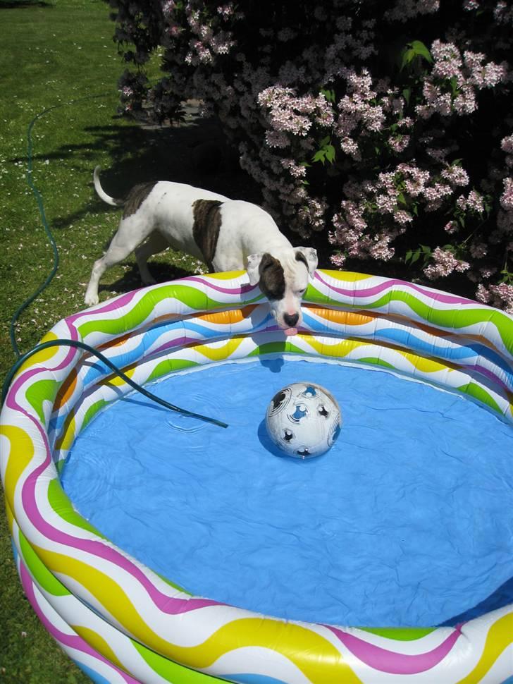 Amerikansk staffordshire terrier Charlie - iiihj dumme bold billede 16