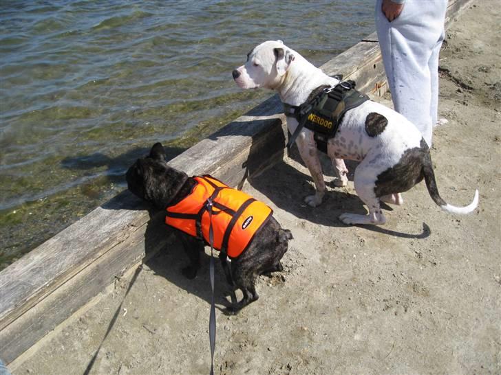 Amerikansk staffordshire terrier Charlie billede 17