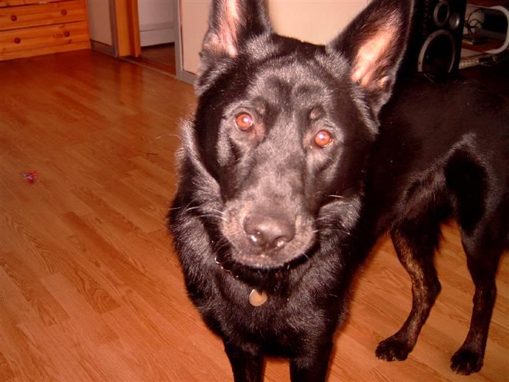 Schæferhund Balto - (R.I.P 23.06.09) billede 9