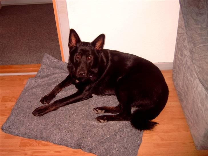 Schæferhund Balto - (R.I.P 23.06.09) billede 10