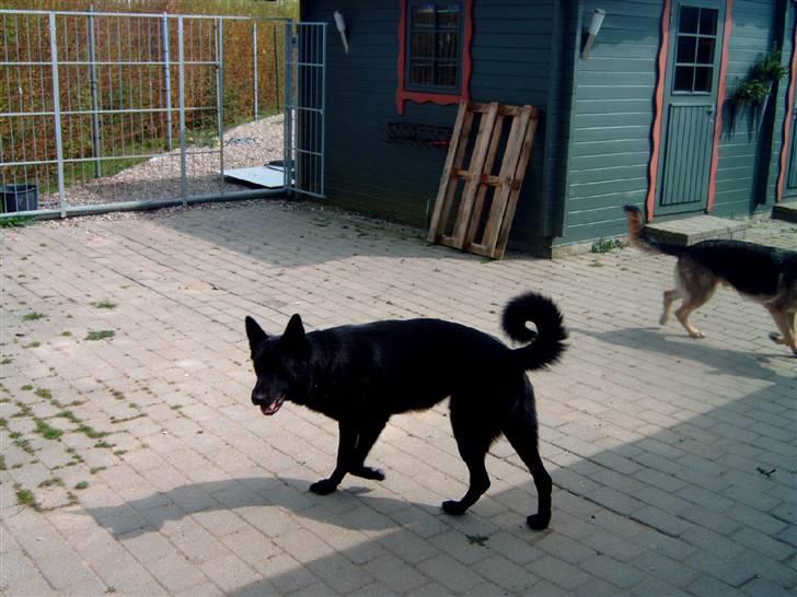 Schæferhund Balto - (R.I.P 23.06.09) billede 11
