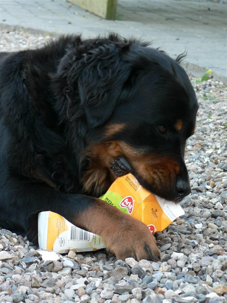 Rottweiler Pepsi - Uhmmm.... Koldskål er godt. billede 10