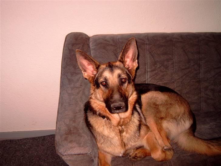 Schæferhund Kento (R.I.P 02.09.09) billede 12