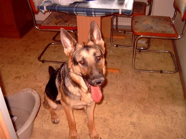 Schæferhund Kento (R.I.P 02.09.09) billede 13
