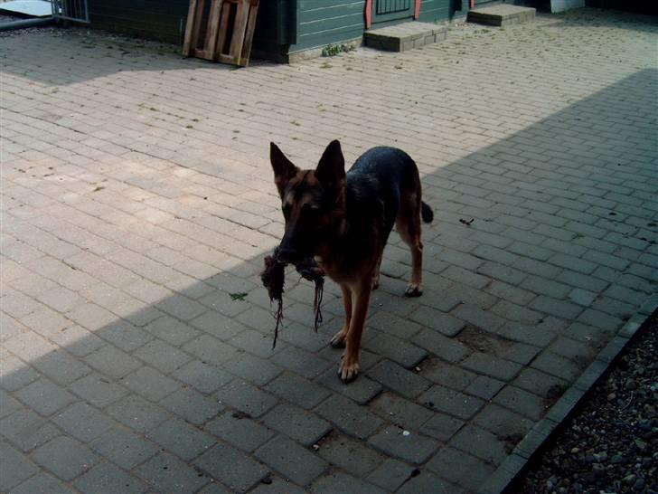 Schæferhund Kento (R.I.P 02.09.09) billede 14