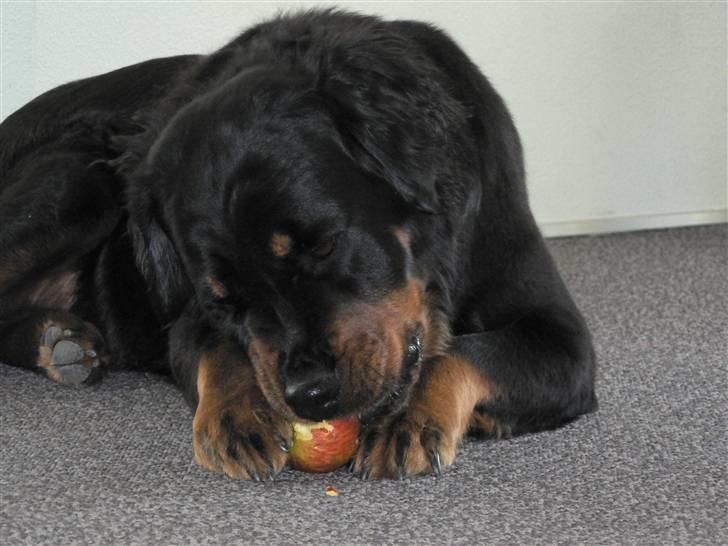 Rottweiler Pepsi - Æbler er også guf. billede 12