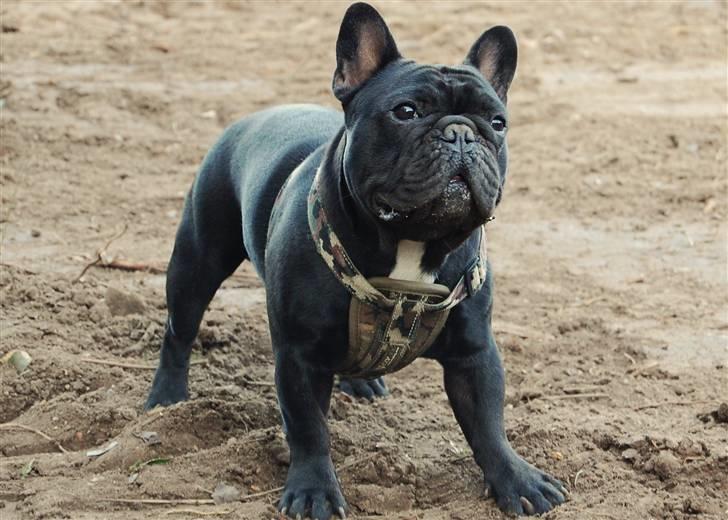 Fransk bulldog Blance Noir´s ~Ymer~ billede 1