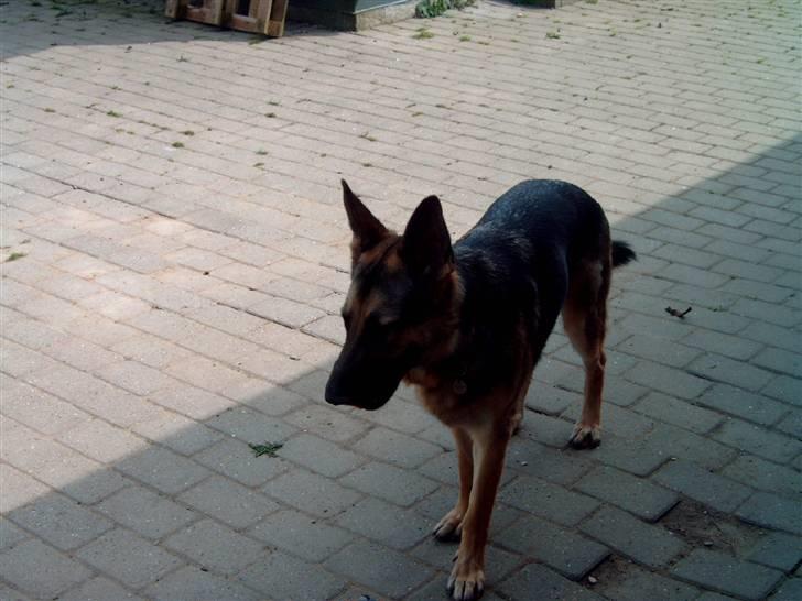 Schæferhund Kento (R.I.P 02.09.09) billede 15