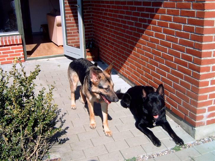 Schæferhund Kento (R.I.P 02.09.09) billede 16