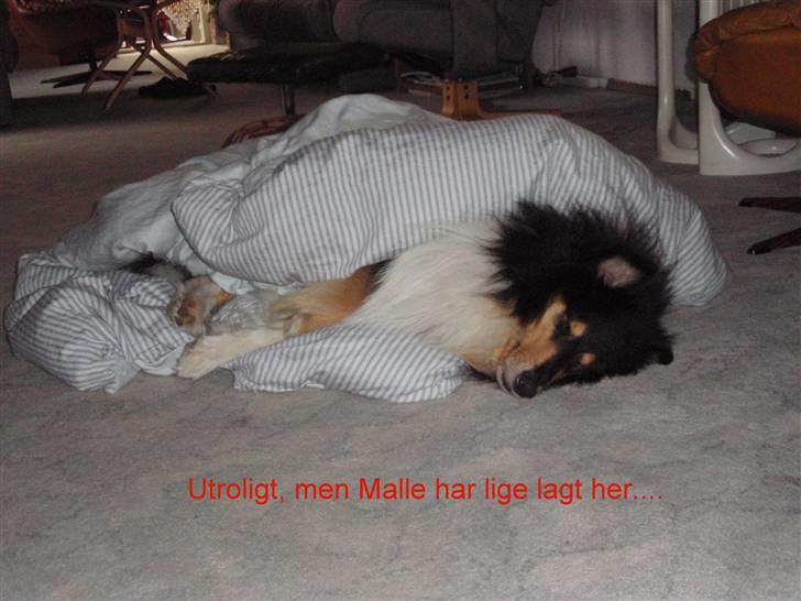 Collie langhåret Rambo billede 16