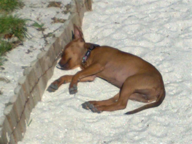 Dvaergpinscher Zille - dejligt at lægge i sandkassen billede 3