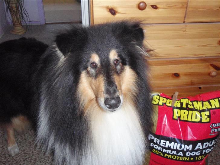 Collie langhåret Rambo - Her er jeg blevet to år gammel :-) billede 17