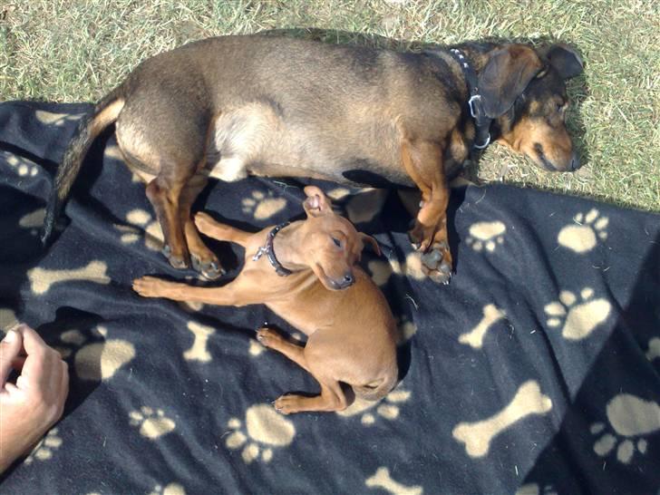 Dvaergpinscher Zille - zille og skipper billede 4
