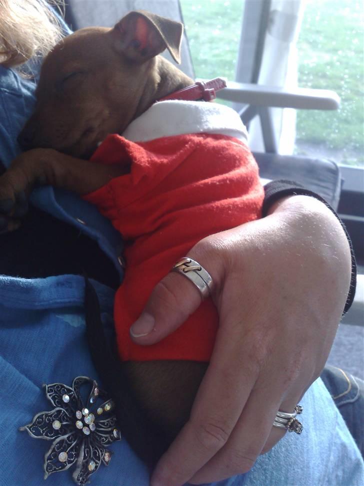 Dvaergpinscher Zille - putter ved mor som lige har hentet mig hos mine opdrætter billede 5