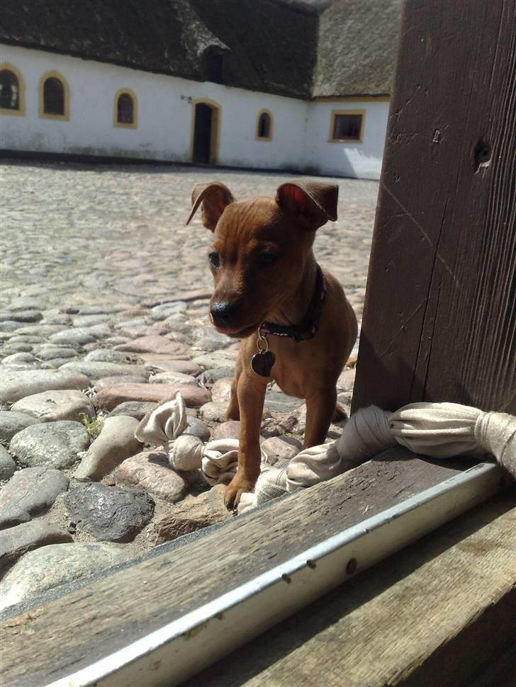 Dvaergpinscher Zille - skal jeg ind nu??? billede 7