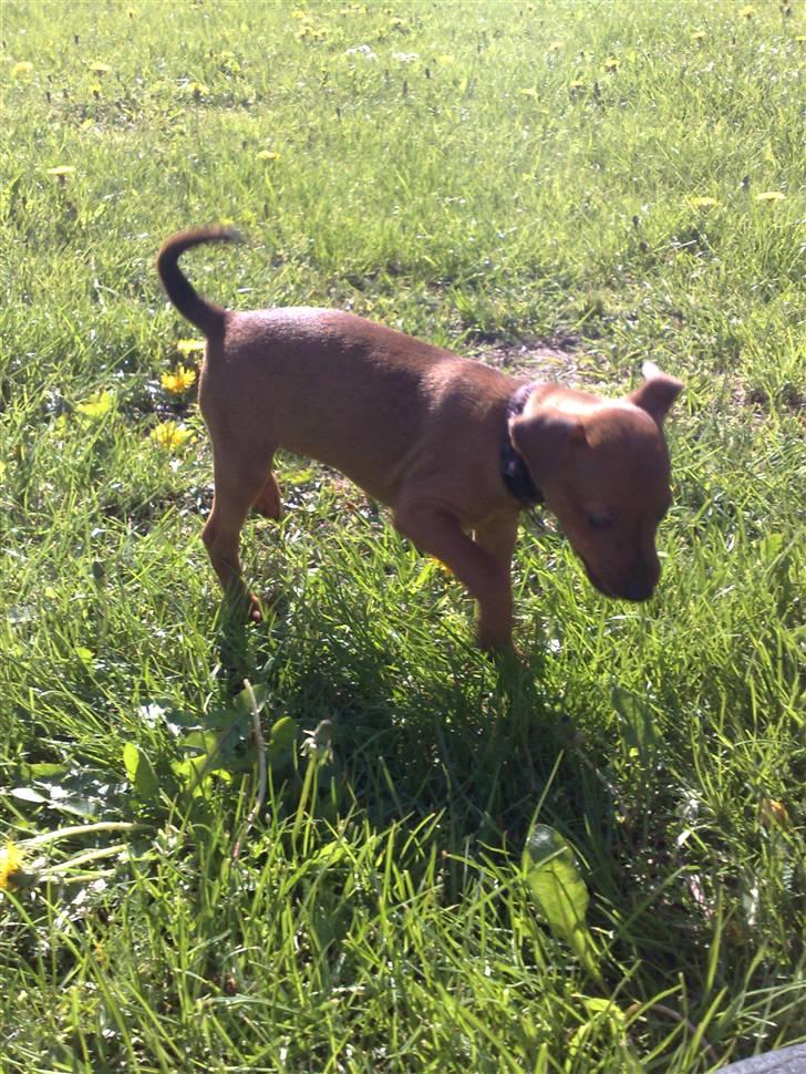 Dvaergpinscher Zille - zille undersøger haven billede 9