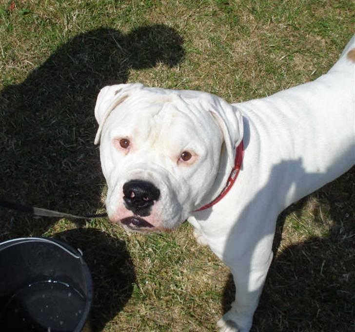 Amerikansk bulldog Bulli hvil i fred :`(  - Nyt  billede 14