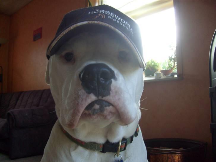 Amerikansk bulldog Bulli hvil i fred :`(  - Ser jeg ik sød ud :) billede 15