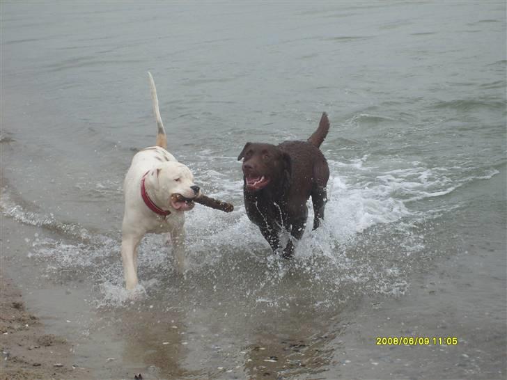 Amerikansk bulldog Bulli hvil i fred :`(  - Mig og Lukas billede 16