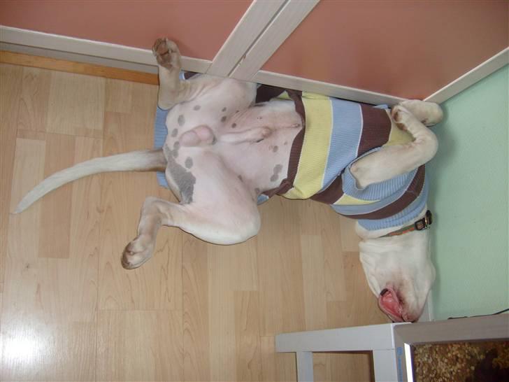 Amerikansk bulldog Bulli hvil i fred :`(  - jeg elsker at sove med tøj på :) billede 17