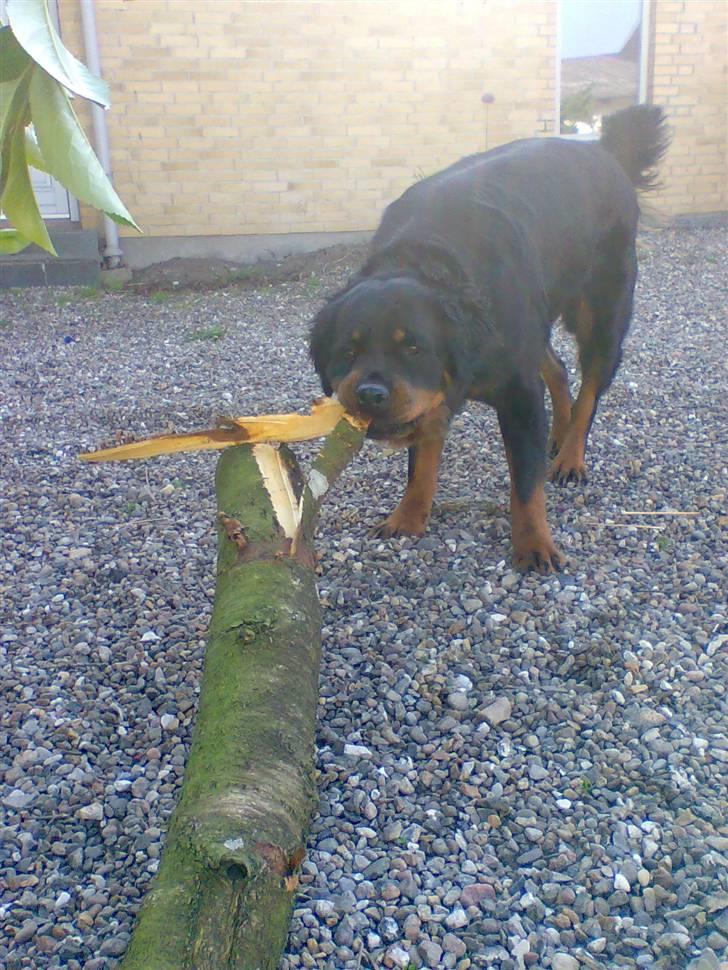 Rottweiler Pepsi - Jeg skal nok hjælpe med at slæbe den væk mor. billede 15