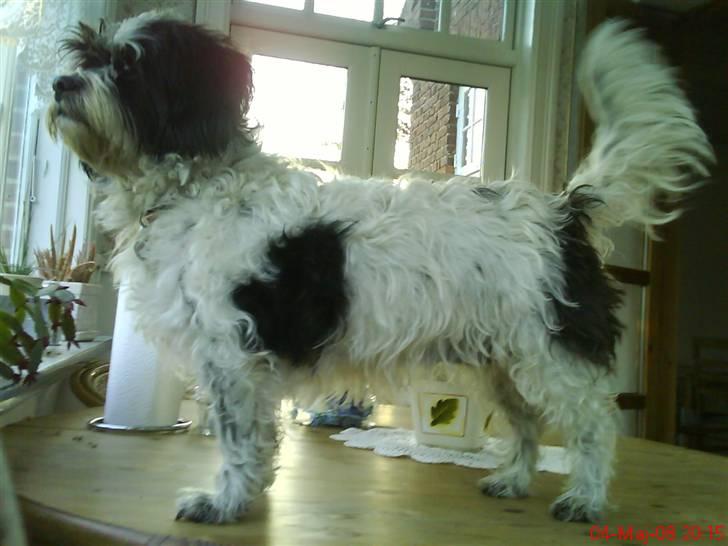 Blanding af racer Luna - Flot positur billede 14