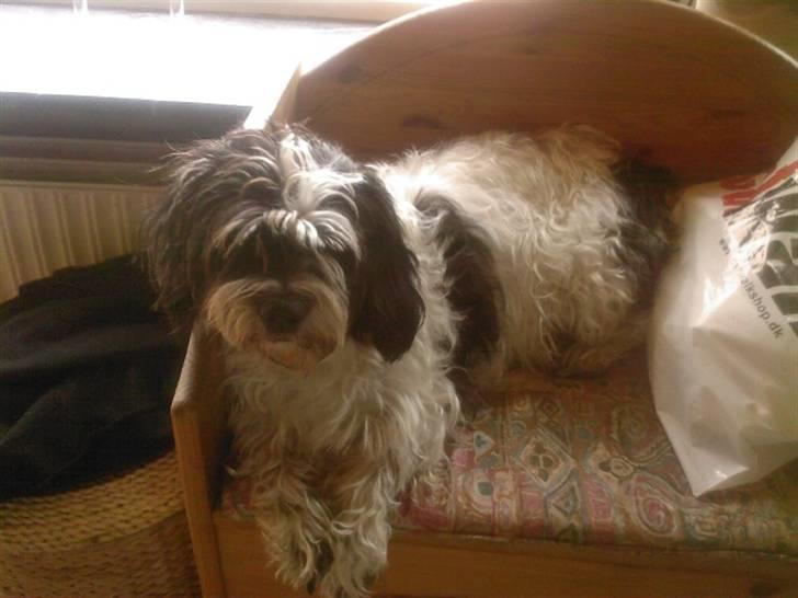 Blanding af racer Luna - Luna der slapper af :p billede 15